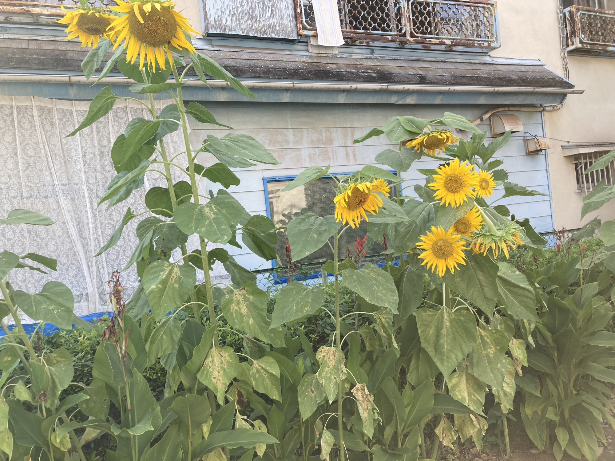 沖田演夢街頭弾き語りライブ8/19〜8/23配信のお知らせ