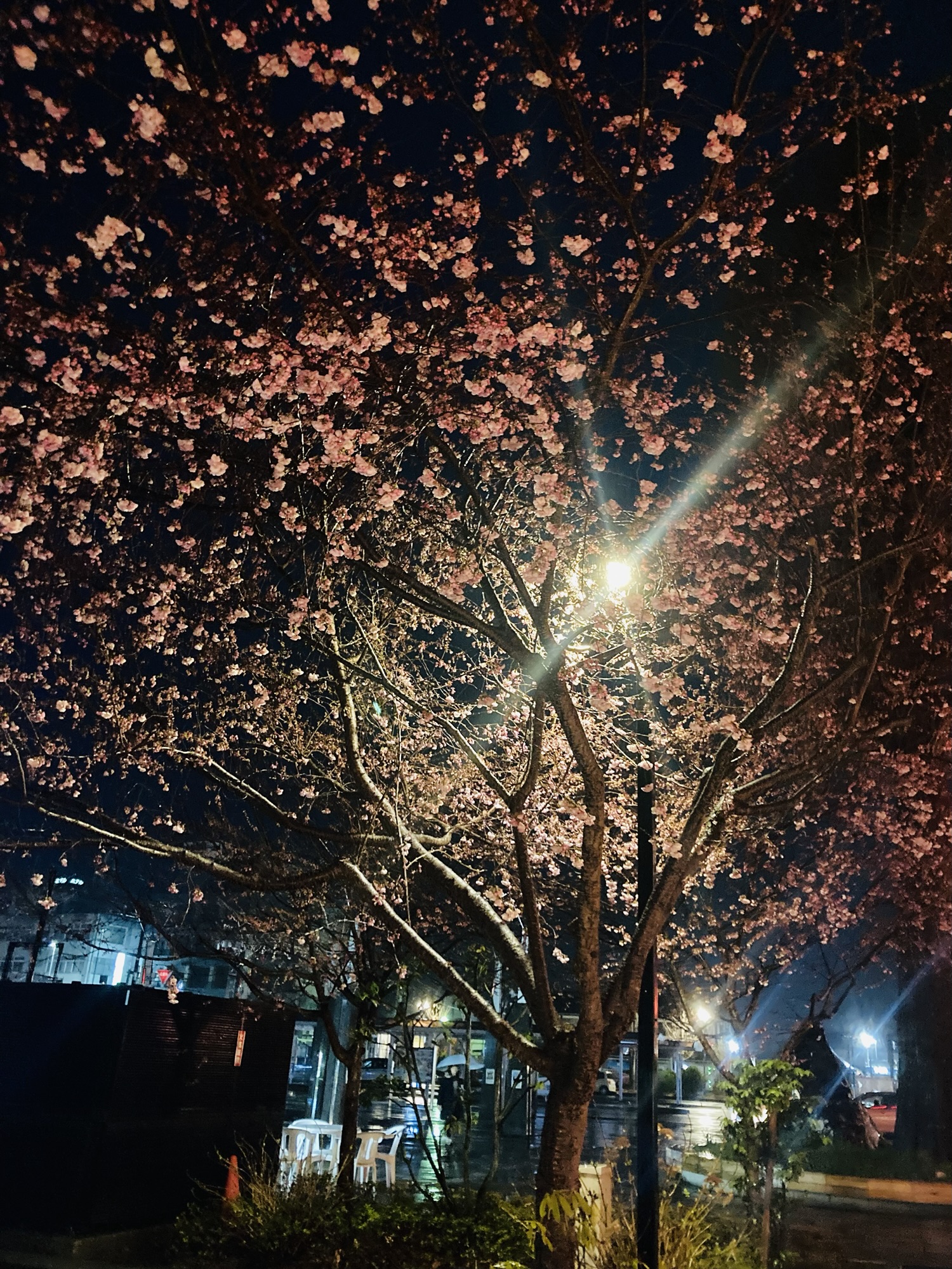 沖田演夢街頭弾き語りライブ4/15〜4/20配信のお知らせ